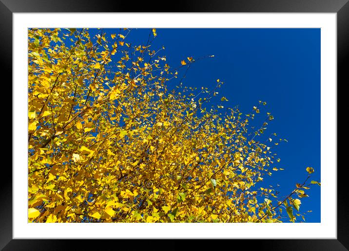 Autumn Blue Sky Framed Mounted Print by David Pyatt