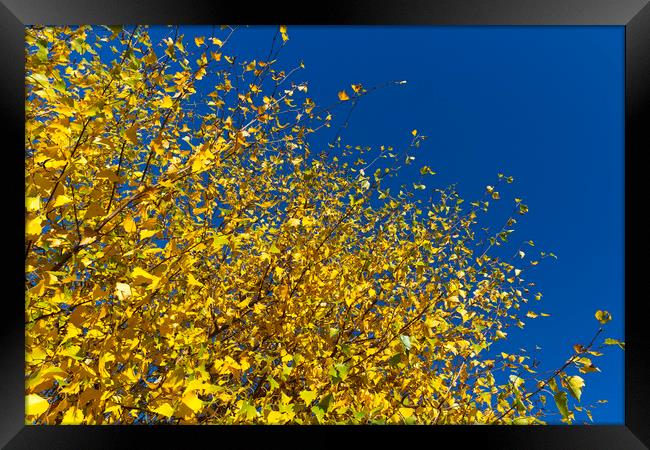 Autumn Blue Sky Framed Print by David Pyatt