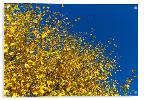Autumn Blue Sky Acrylic by David Pyatt