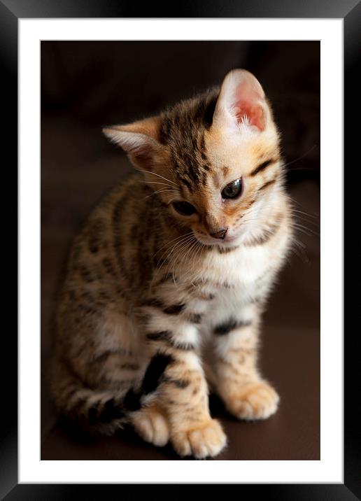 Bengal Kitten Framed Mounted Print by Robert Coffey