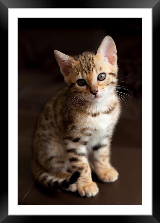 Cute Bengal kitten Framed Mounted Print by Robert Coffey