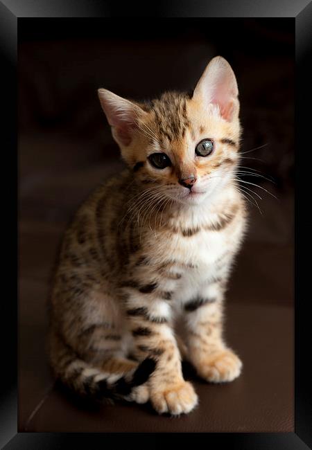 Cute Bengal kitten Framed Print by Robert Coffey
