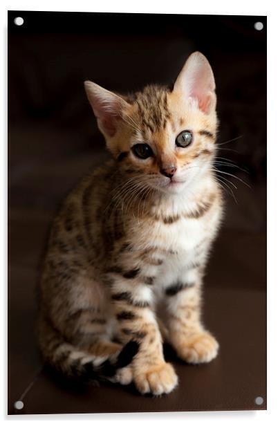 Cute Bengal kitten Acrylic by Robert Coffey
