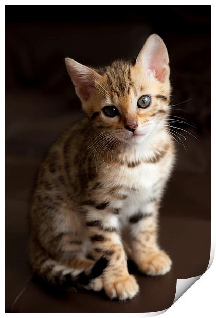 Cute Bengal kitten Print by Robert Coffey