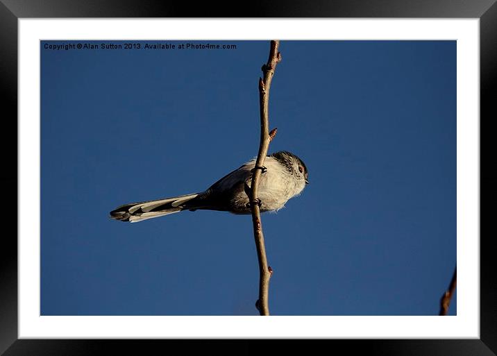 Long Tailed Tit Framed Mounted Print by Alan Sutton