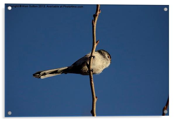 Long Tailed Tit Acrylic by Alan Sutton