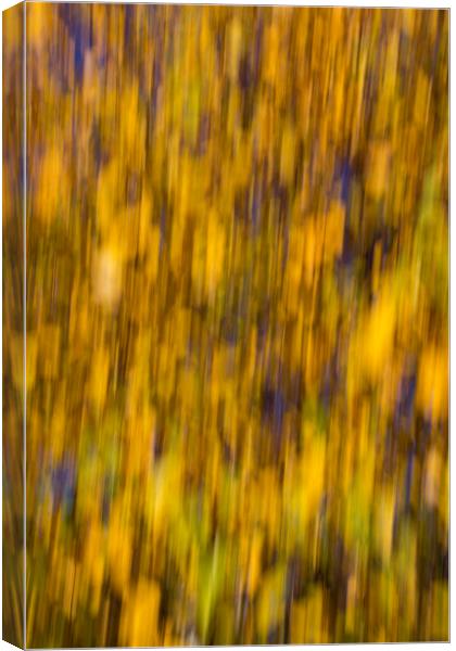 Abstract of Autumn Gold Canvas Print by David Pyatt