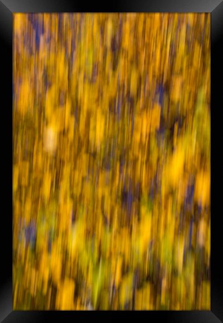 Abstract of Autumn Gold Framed Print by David Pyatt