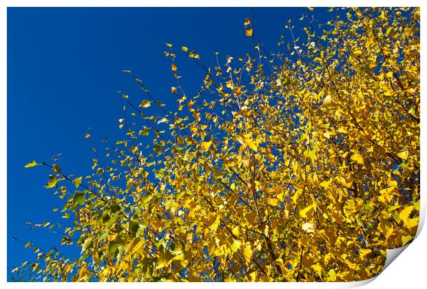 Autumn Blue Sky Print by David Pyatt