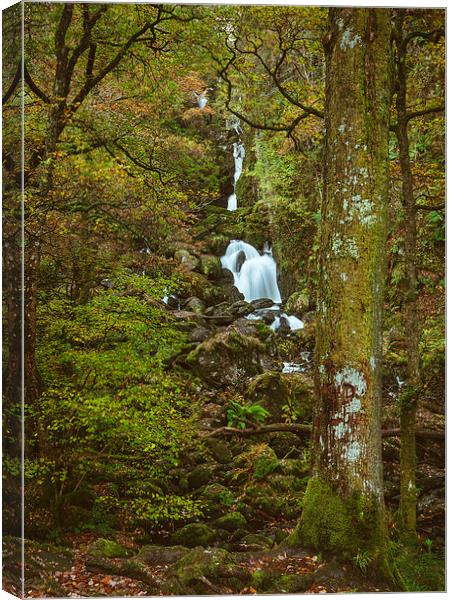 Deciduous woodland and Lodore Falls Waterfall. Canvas Print by Liam Grant