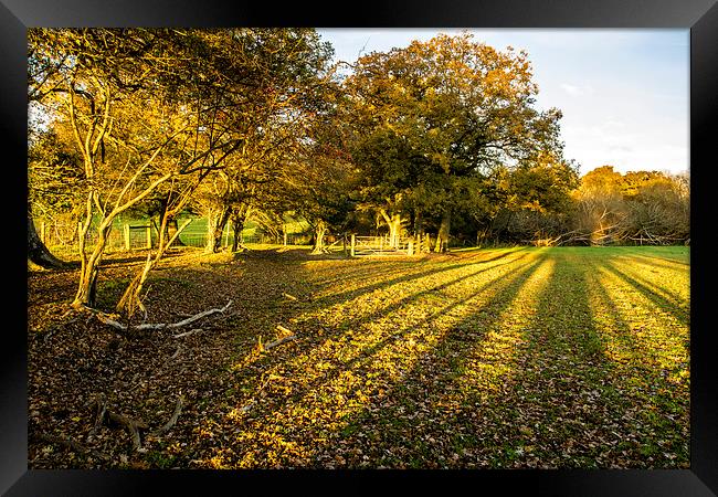 Autumn Shadows Framed Print by Malcolm McHugh