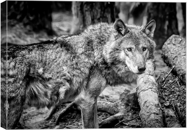 Timber Wolf Canvas Print by Andy McGarry
