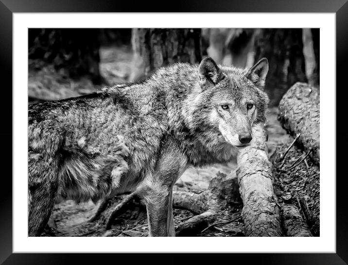 Timber Wolf Framed Mounted Print by Andy McGarry