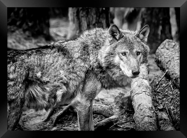 Timber Wolf Framed Print by Andy McGarry