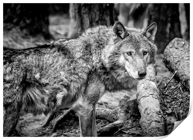 Timber Wolf Print by Andy McGarry