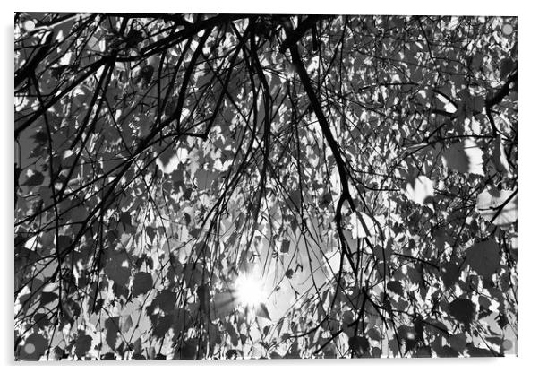Early Autumn Monochrome Acrylic by David Pyatt