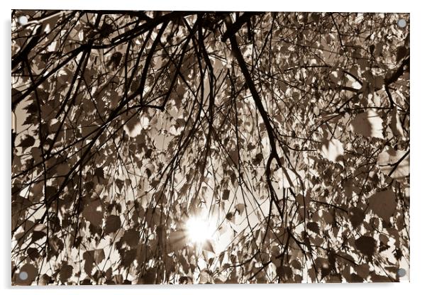 Early Autumn sepia Acrylic by David Pyatt
