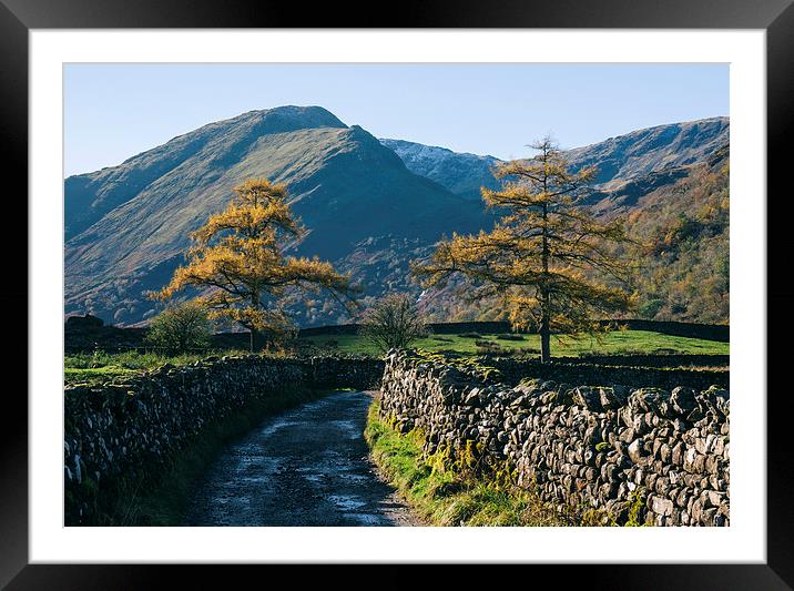 Larch trees and remote road to Thorneythwaite Farm Framed Mounted Print by Liam Grant