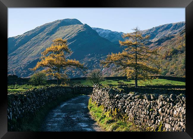 Larch trees and remote road to Thorneythwaite Farm Framed Print by Liam Grant
