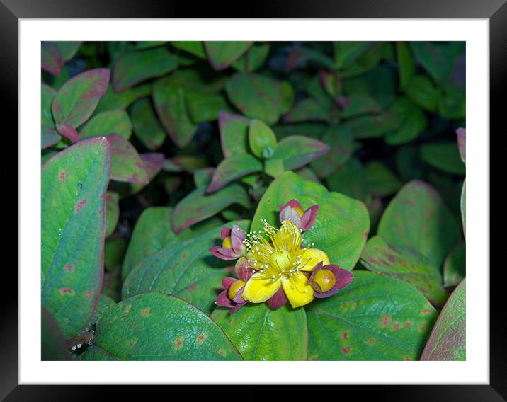 My Little Flower  Framed Mounted Print by Luis Lajas