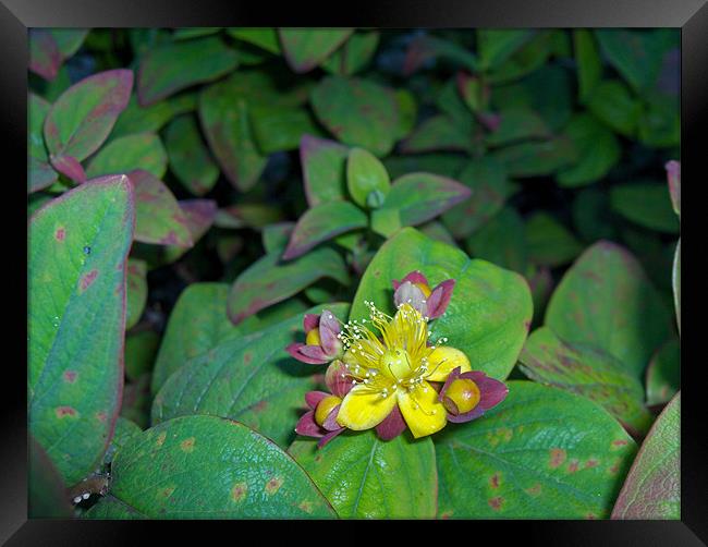 My Little Flower  Framed Print by Luis Lajas