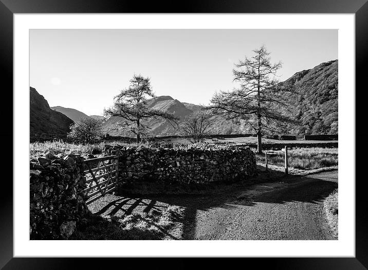 Larch trees and remote road to Thorneythwaite Farm Framed Mounted Print by Liam Grant