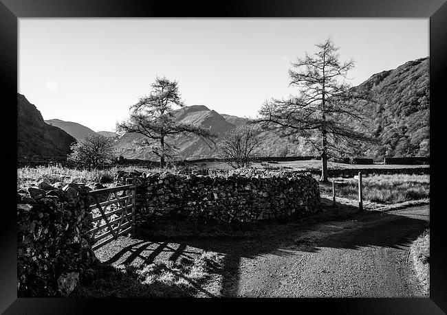 Larch trees and remote road to Thorneythwaite Farm Framed Print by Liam Grant
