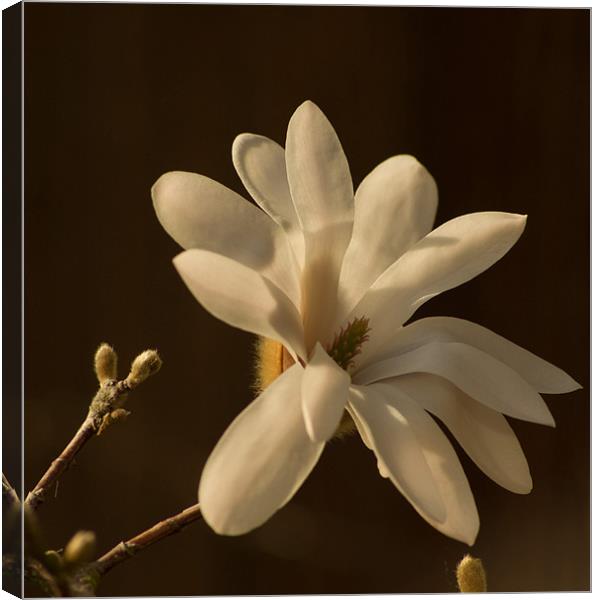 Magnolia 1 Canvas Print by Alan Pickersgill