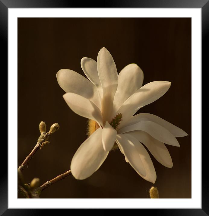 Magnolia 1 Framed Mounted Print by Alan Pickersgill