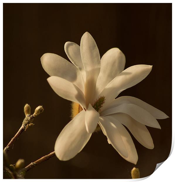 Magnolia 1 Print by Alan Pickersgill