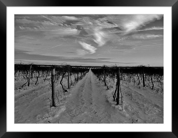 Vineyards Winter End. Framed Mounted Print by Jeffrey Evans