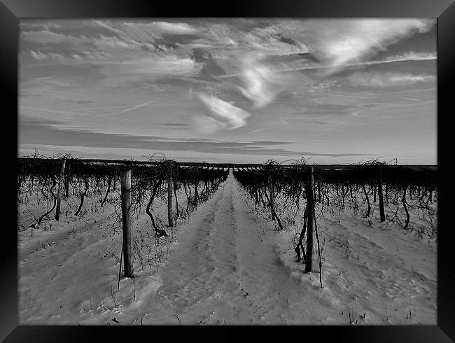 Vineyards Winter End. Framed Print by Jeffrey Evans