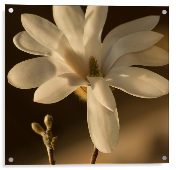 Magnolia 2 Acrylic by Alan Pickersgill