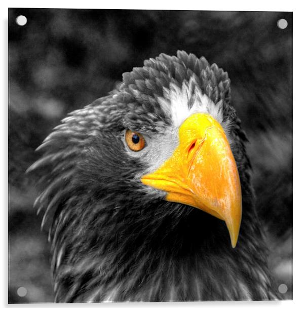 Stellers sea Eagle Acrylic by Rob Hawkins