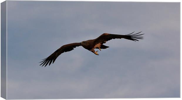 Golden Eagle in Flight Canvas Print by Philip Pound
