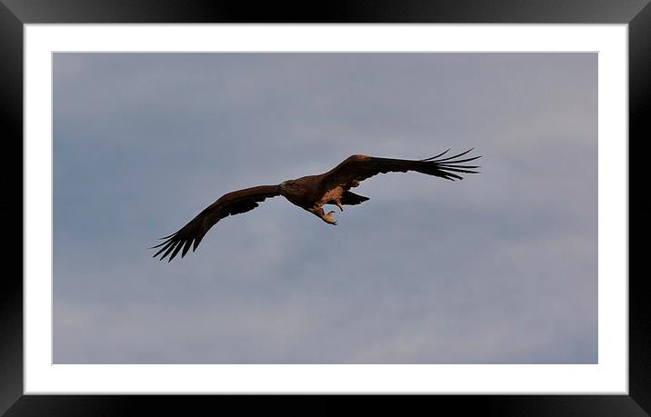Golden Eagle in Flight Framed Mounted Print by Philip Pound