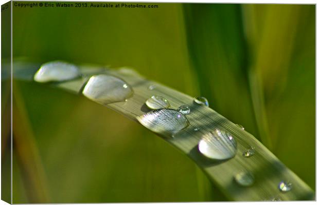 Raindrops on Grass Canvas Print by Eric Watson