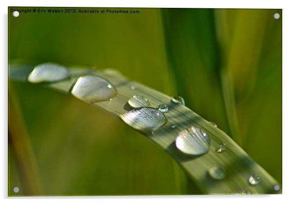 Raindrops on Grass Acrylic by Eric Watson