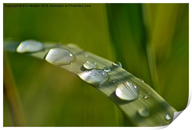 Raindrops on Grass Print by Eric Watson