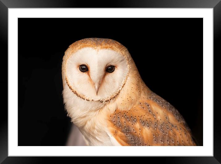 Barn Owl  Portrait Framed Mounted Print by Philip Pound