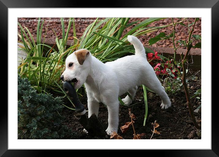 Jack Russell Pup Gardening Framed Mounted Print by keith sayer