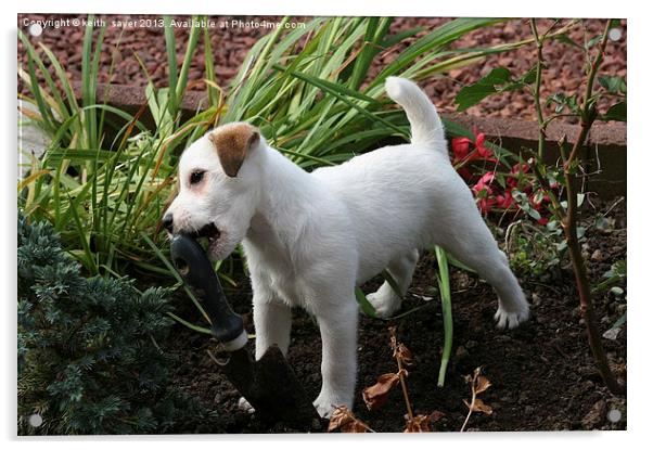 Jack Russell Pup Gardening Acrylic by keith sayer