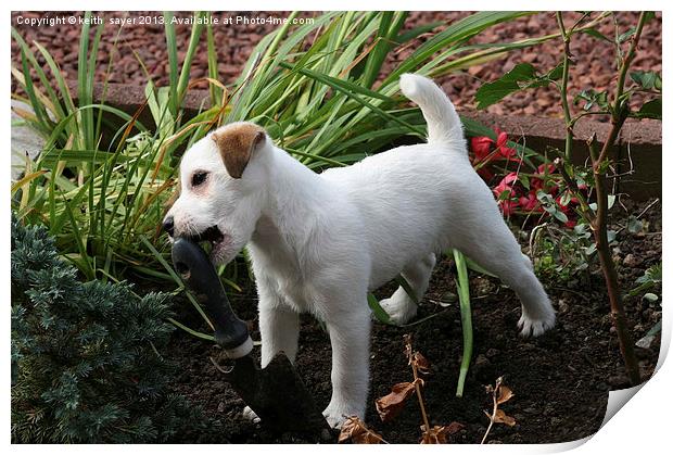 Jack Russell Pup Gardening Print by keith sayer