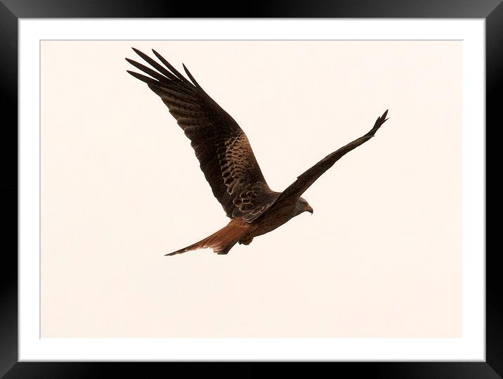 Red Kite in Flight Framed Mounted Print by Philip Pound