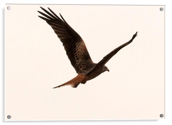 Red Kite in Flight Acrylic by Philip Pound