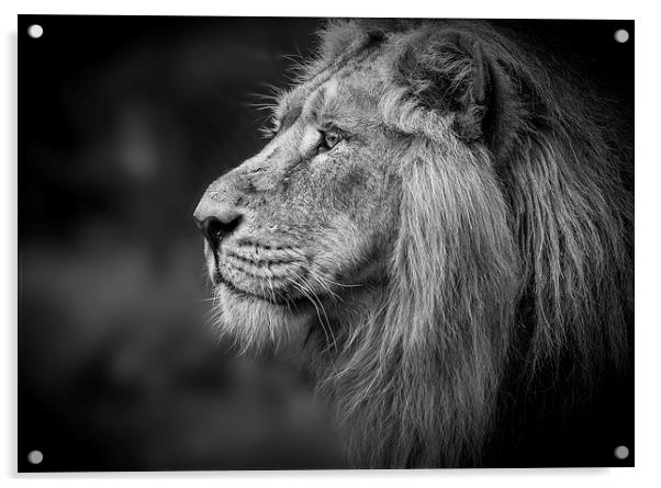 Asiatic Lion - Profile Head shot Acrylic by Celtic Origins