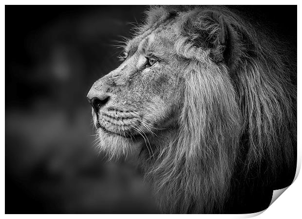 Asiatic Lion - Profile Head shot Print by Celtic Origins