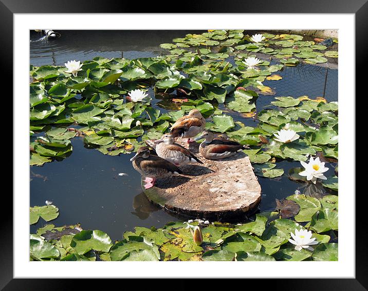 Ducks in a Pond Framed Mounted Print by Kamen Atanassov