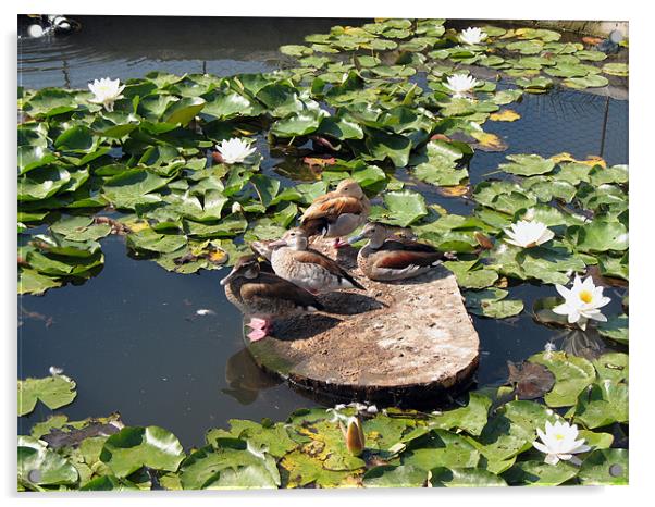 Ducks in a Pond Acrylic by Kamen Atanassov