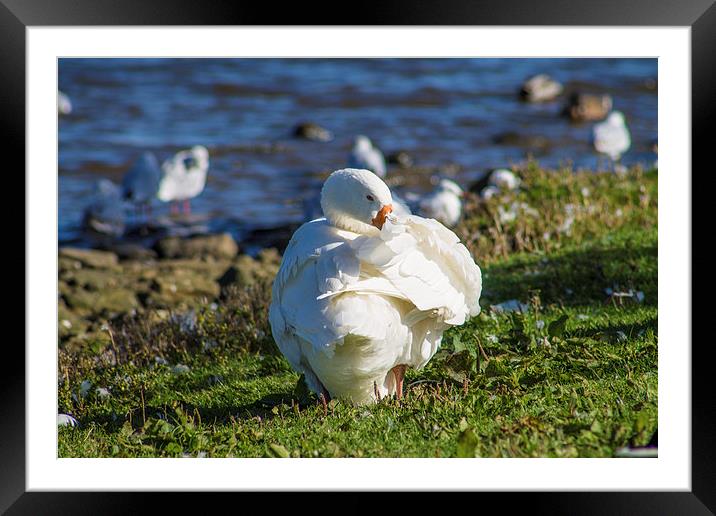 Goose Washing Its Feathers, Keighley, England Framed Mounted Print by Juha Remes
